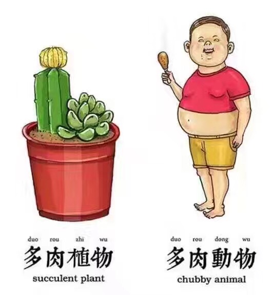 多肉植物和多肉动物