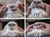 贱民赶紧给朕住手