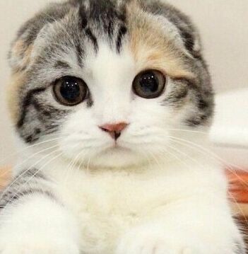 小猫