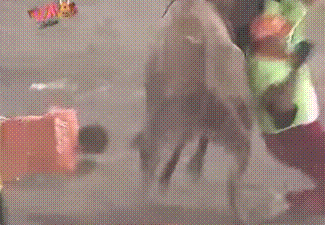 壮观的斗牛场面