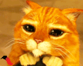 猫咪眨眼
