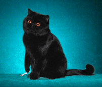 抽烟的黑猫