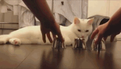 让小猫猜骰子在哪里