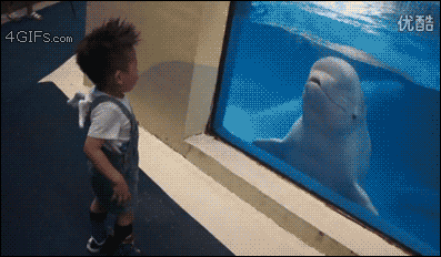 海豚吐水