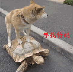 小狗骑着乌龟