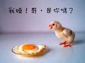 小鸡：哥，是你吗？