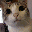 萌猫瞪大眼睛