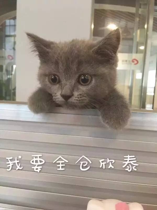 我要全仓欣泰