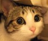 瞪着大眼睛的猫