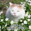 你说什么？我眼睛小听不清！