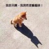 天啊我居然是蝙蝠侠