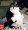 吓成三百斤的猫