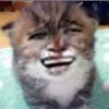 暴走漫画的猫猫