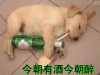 小狗今朝有酒今朝醉