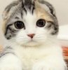 小猫