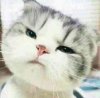 小猫盯着你