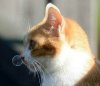 小猫喷泡泡